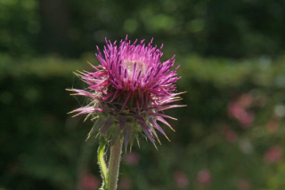 Carduus nutans Knikkende distel bestellen